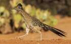 Greater roadrunner on the go Art Print